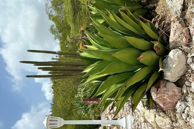 Exclusive 4 -Hour Private nature Tour: West Curacao's Best - Good To Know  