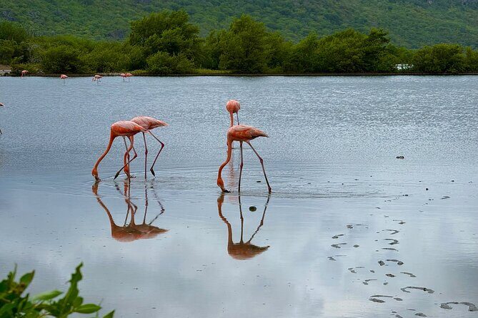 Exclusive 4 -Hour Private nature Tour: West Curacao's Best - Practical Details and Tips  