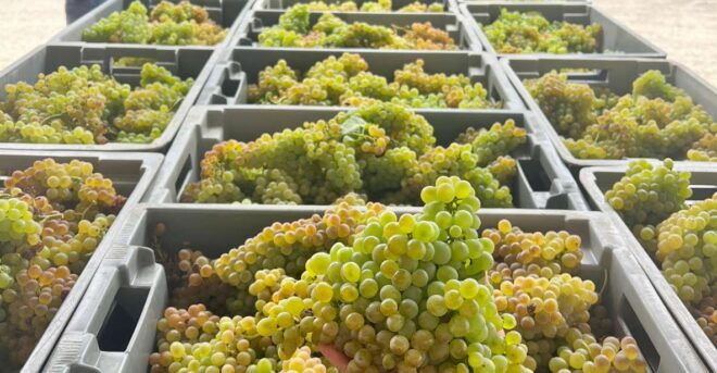 Exclusive 5-Wine Tasting - Included Wine Tasting Activities