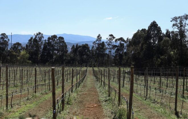 Exclusive 5-Wine Tasting - The Sum Up