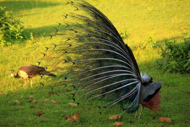 Exclusive : Afternoon Yala Safari with Beach BBQ Dinner - Good To Know