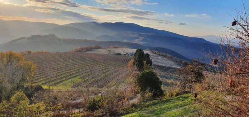 Exclusive Assisi and Sagrantino di Montefalco Wines - Value and Price Analysis