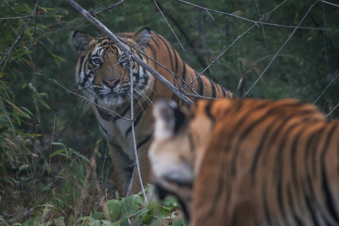 Exclusive Bandhavgarh Tiger Safari - Park Overview