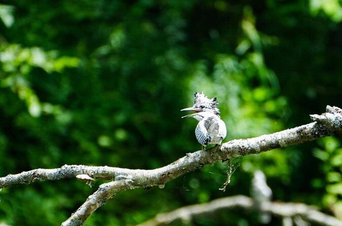 Exclusive Birdwatching Canoe with Ornithologist in Akan Mashu - Final Thoughts