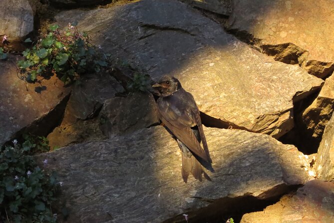 Exclusive Birdwatching Tour in Old City - Tour Highlights