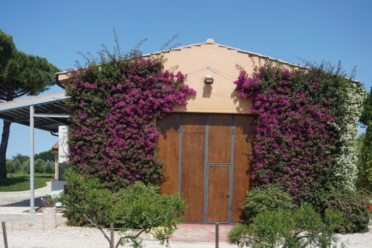 Exclusive Bolgheri Full-Day Wine Tour from Florence - Who Should Consider This Tour?