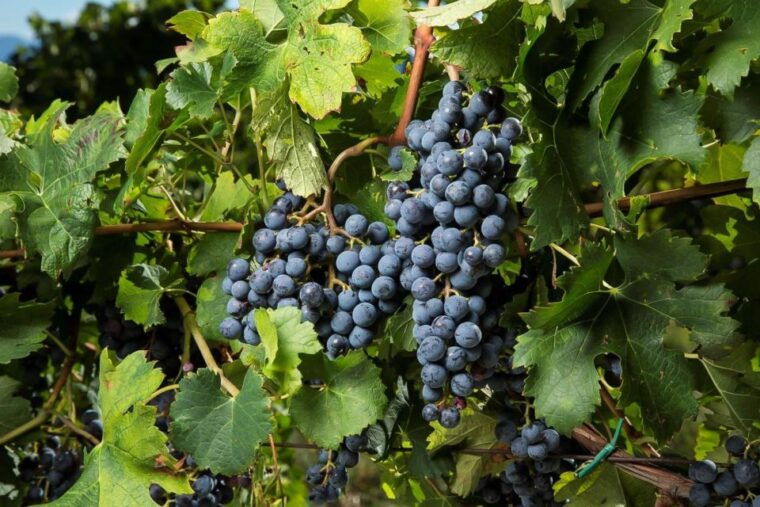 Exclusive Chianti Rufina Half-Day with lunch from Florence - Authentic Insights from Reviews