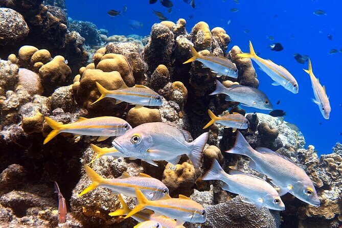 Exclusive Concierge Shore Dive Small Group Adventure (2+Divers) - Who Is This Tour Best Suited For?