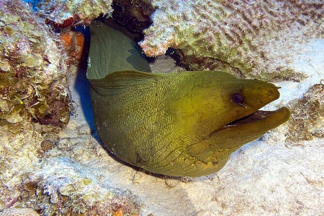 Exclusive Concierge Shore Dive Small Group Adventure (2+Divers) - FAQ