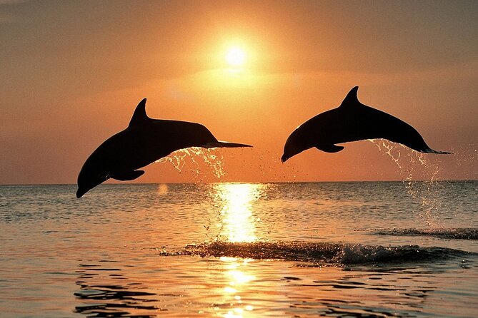 Exclusive Dolphin & Sunset Cruise With Dinner & Drinks From Pula - Whats Included