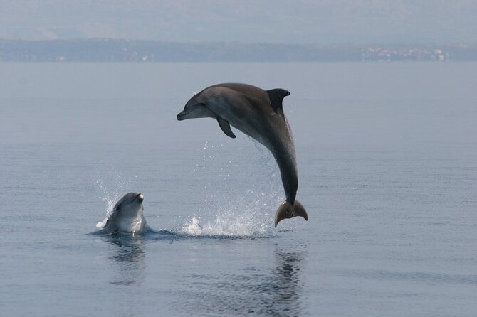 Exclusive Dolphin & Sunset Cruise With Dinner & Drinks From Pula - Practical Information