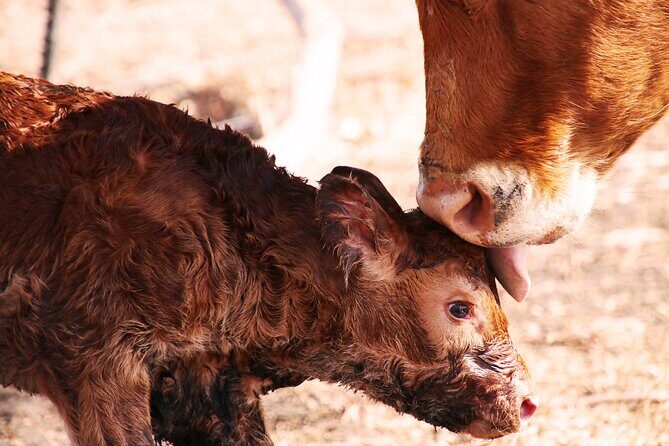 Exclusive Farm Experience - Good To Know