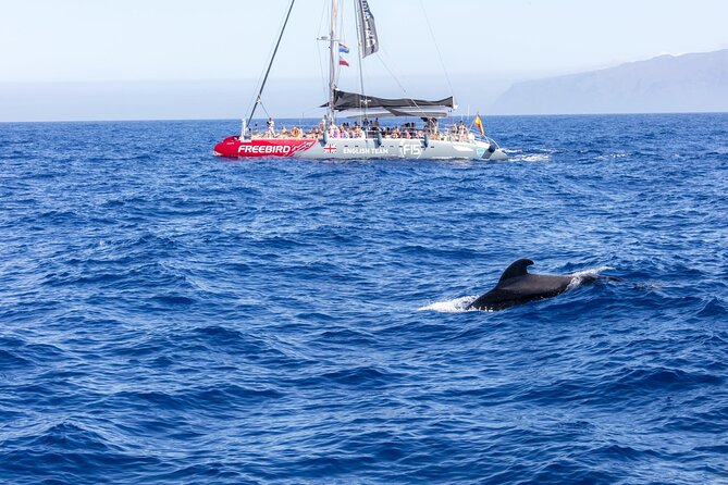 Exclusive Freebird Catamaran Whale and Dolphin Cruise to Caleta - Cancellation Policy