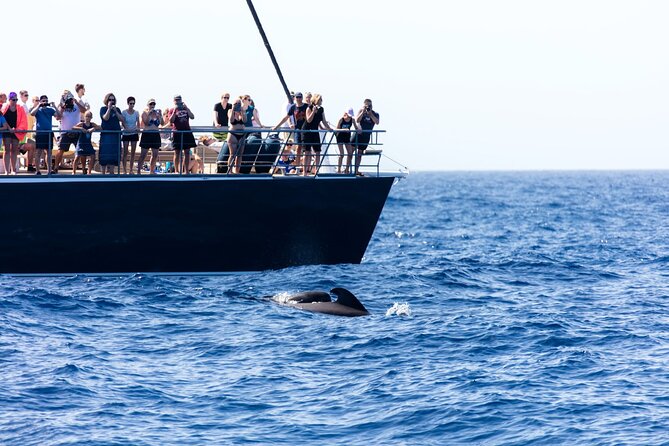 Exclusive Freebird Catamaran Whale & Dolphin to Masca From South - The Sum Up