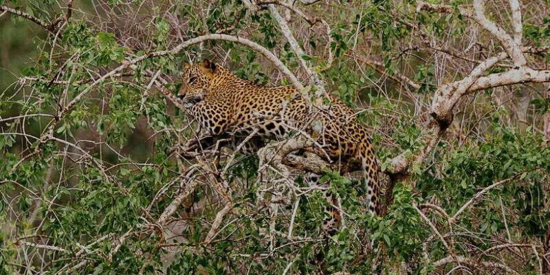 Exclusive : Full-Day Leopard Safari Yala With Picnic Lunch - The Experience of the Guides