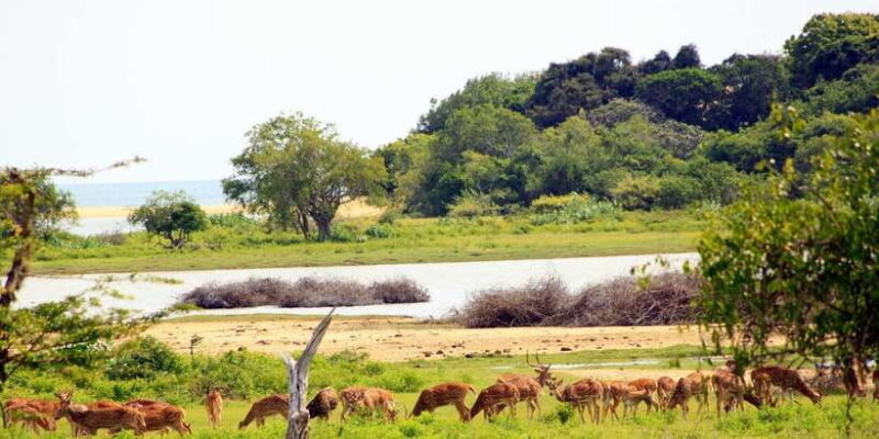 Exclusive : Full-Day Leopard Safari Yala With Picnic Lunch - Real Traveler Insights