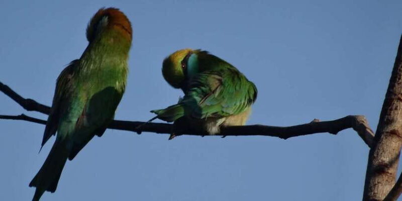 Exclusive : Full-Day Leopard Safari Yala With Picnic Lunch - The Sum Up: Is This Safari Right for You?