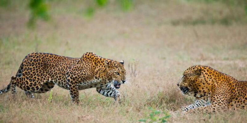 Exclusive : Full-Day Leopard Safari Yala With Picnic Lunch - Good To Know