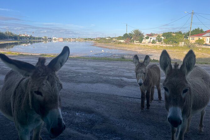 Exclusive Grand Turk Island Tour - Good To Know