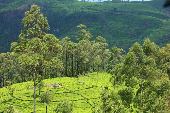 Exclusive Guided Round Tour In 8 Days by a Car or Van - Accommodation Details
