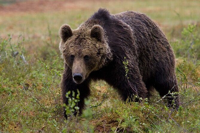 Exclusive Locations Private Bear Viewing - Introduction