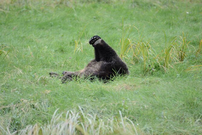 Exclusive Locations Private Bear Viewing - Good To Know