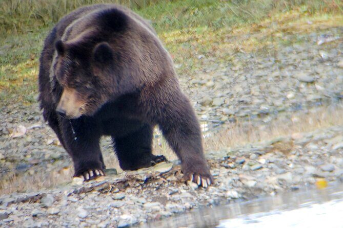 Exclusive Locations Private Bear Viewing - Whats Included and What to Expect