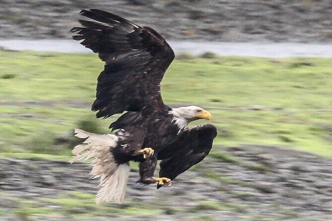 Exclusive Locations Private Bear Viewing - Practical Considerations and Limitations