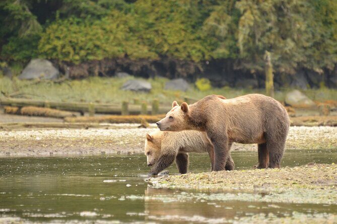 Exclusive Locations Private Bear Viewing - Authenticity and Unique Benefits