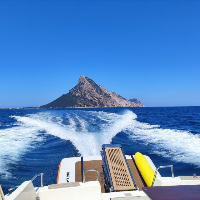 Exclusive Motor Boat Dolphins Watch - Booking Information