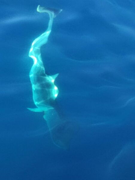 Exclusive Motor Boat Dolphins Watch - Frequently Asked Questions
