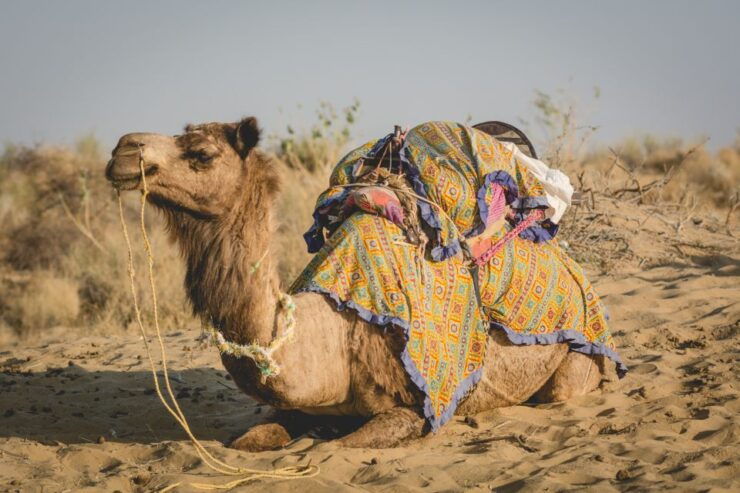 Exclusive Musical Evening in the Desert Luxury Camp - Duration and Availability