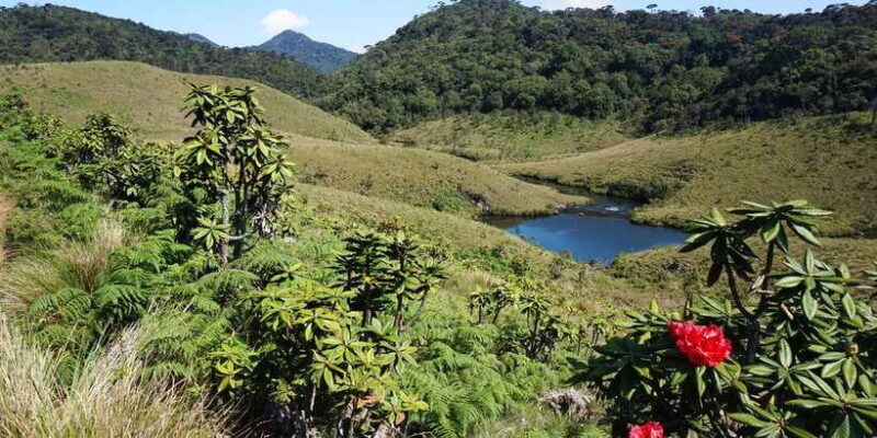 Exclusive Nuawara Eliya: Horton Plains and Tea Factory Tour - An In-Depth Look at the Itinerary