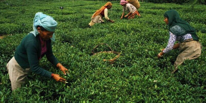 Exclusive Nuawara Eliya: Horton Plains and Tea Factory Tour - The Experience Provider: Beyond Escapes