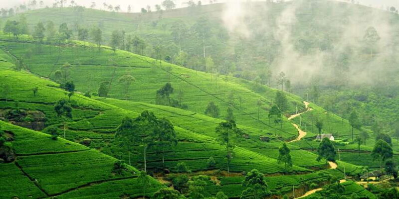 Exclusive Nuawara Eliya: Horton Plains and Tea Factory Tour - FAQ