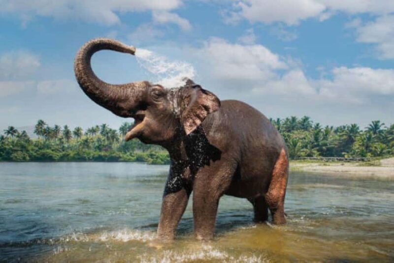 Exclusive Periyar Wildlife with Elephant Bath Tour (03 Days) - Introduction