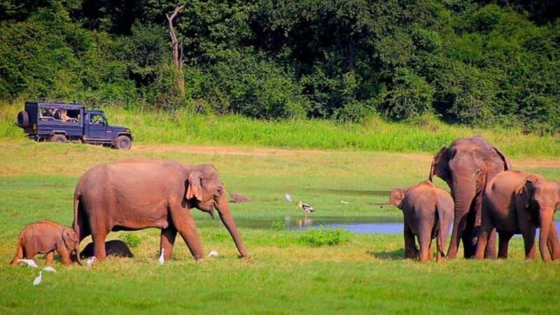 Exclusive Periyar Wildlife with Elephant Bath Tour (03 Days) - What Makes This Tour Stand Out?