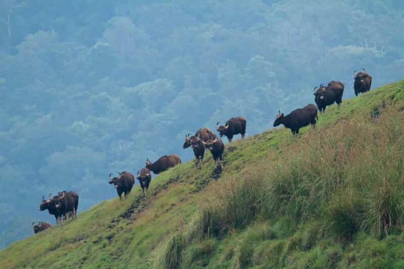 Exclusive Periyar Wildlife with Elephant Bath Tour (03 Days) - Practical Aspects & Value