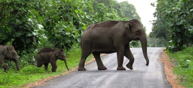 Exclusive Periyar Wildlife with Elephant Bath Tour (03 Days) - Frequently Asked Questions (FAQs)