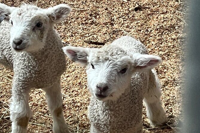 Exclusive Private Colonial Williamsburg Walking Tour by a Local - Frequently Asked Questions