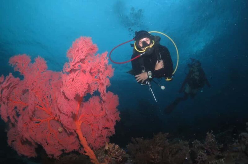 Exclusive private dive guide and underwater photography - Unlocking Bali’s Underwater Magic: Private Dive Guide and Underwater Photography Experience