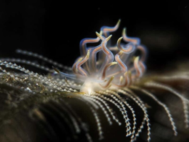 Exclusive private dive guide and underwater photography - Good To Know