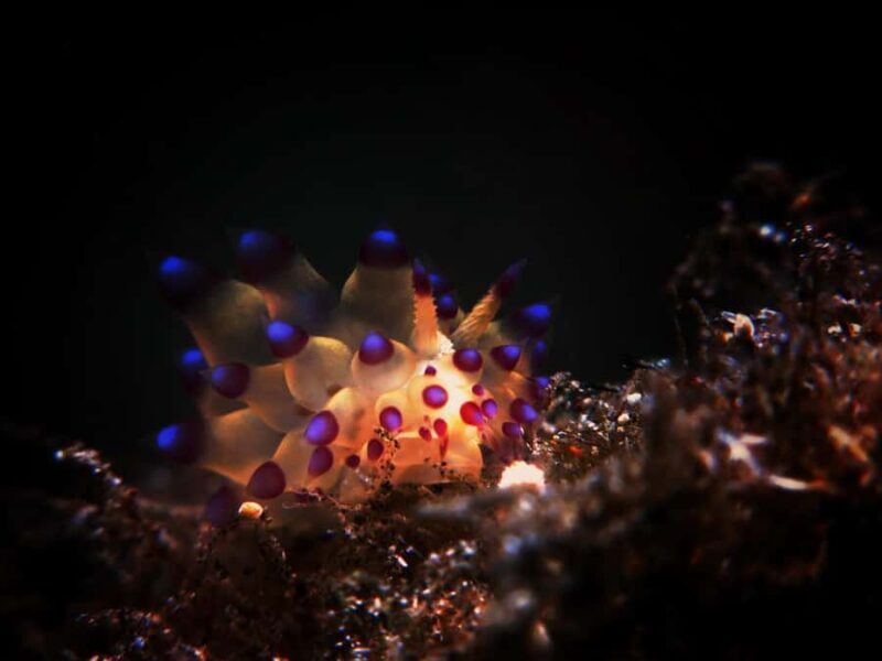 Exclusive private dive guide and underwater photography - The Practical Side: What You Need to Know