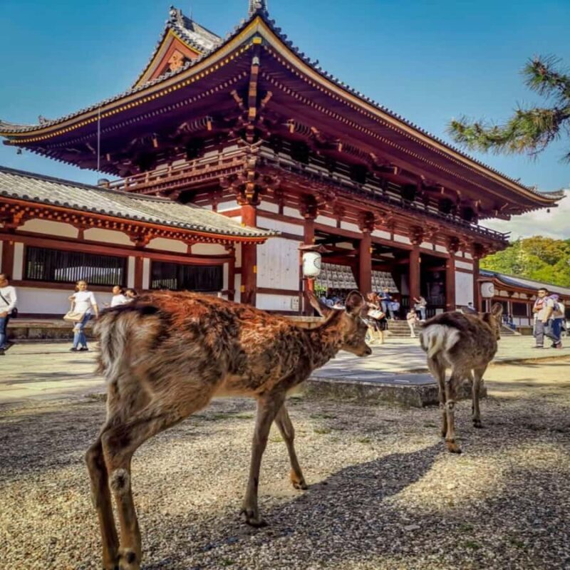 Exclusive Private Guided Tour of Osaka & Nara, Customize - Good To Know