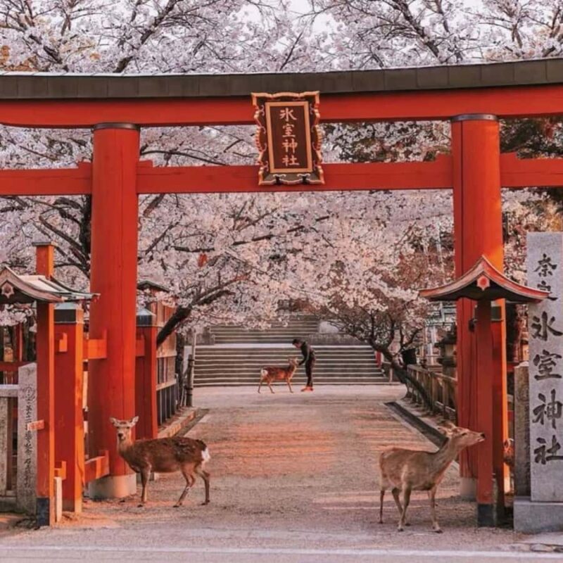 Exclusive Private Guided Tour of Osaka & Nara, Customize - Why Choose This Tour?