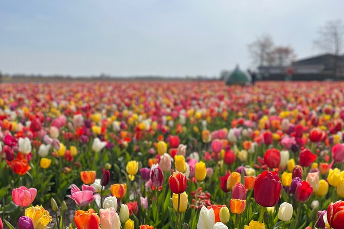 Exclusive Private Keukenhof and Tulip Fields Tour - Keukenhof Gardens