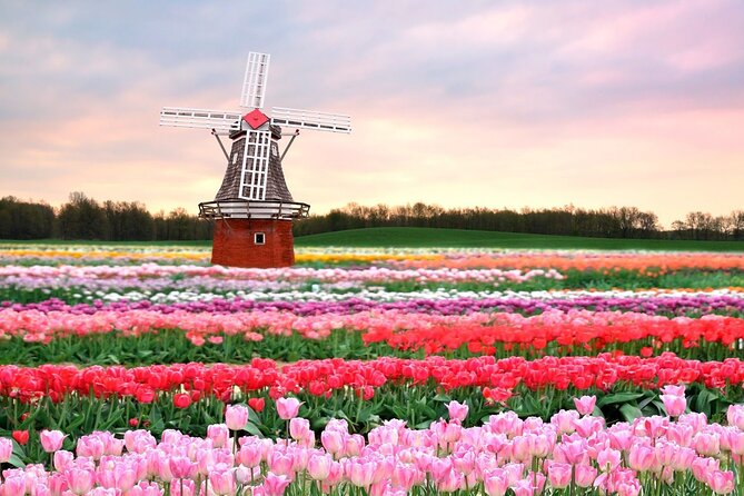 Exclusive Private Keukenhof and Tulip Fields Tour - Transportation and Logistics