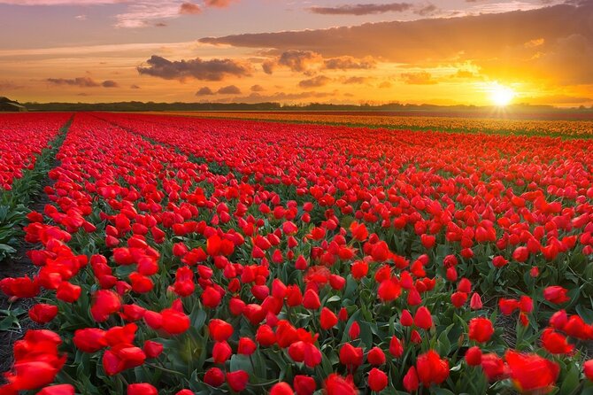 Exclusive Private Keukenhof and Tulip Fields Tour - Pricing and Payment Options