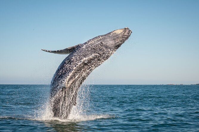 Exclusive Private Sailing Luxury Tour in Los Cabos - FAQ