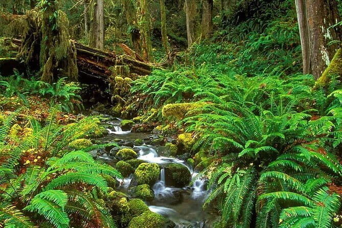 Exclusive Rainforest Tour Capped with a Refreshing Waterfall Dip - FAQs